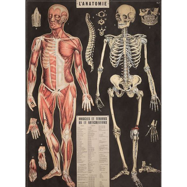 Plansch - Anatomi - Asperum